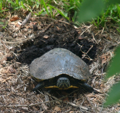 [The turtle is looking forward as she stands at the edge of a newly dug hole.]